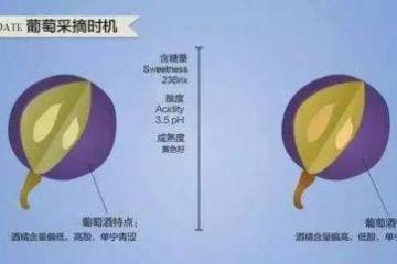 影响葡萄酒风味的6大工艺